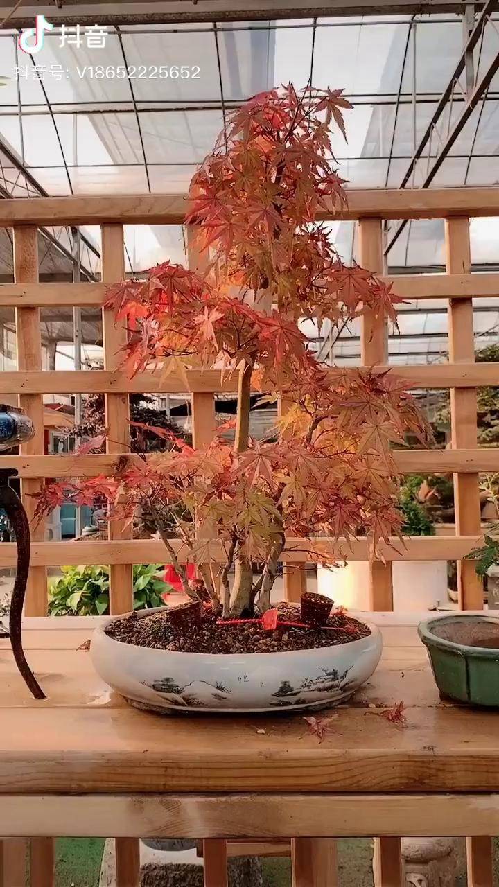 分享一颗日本红千鸟热门我想上热门