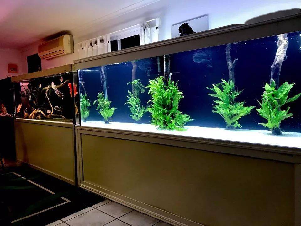 发烧友的鱼房应该是这样的才对