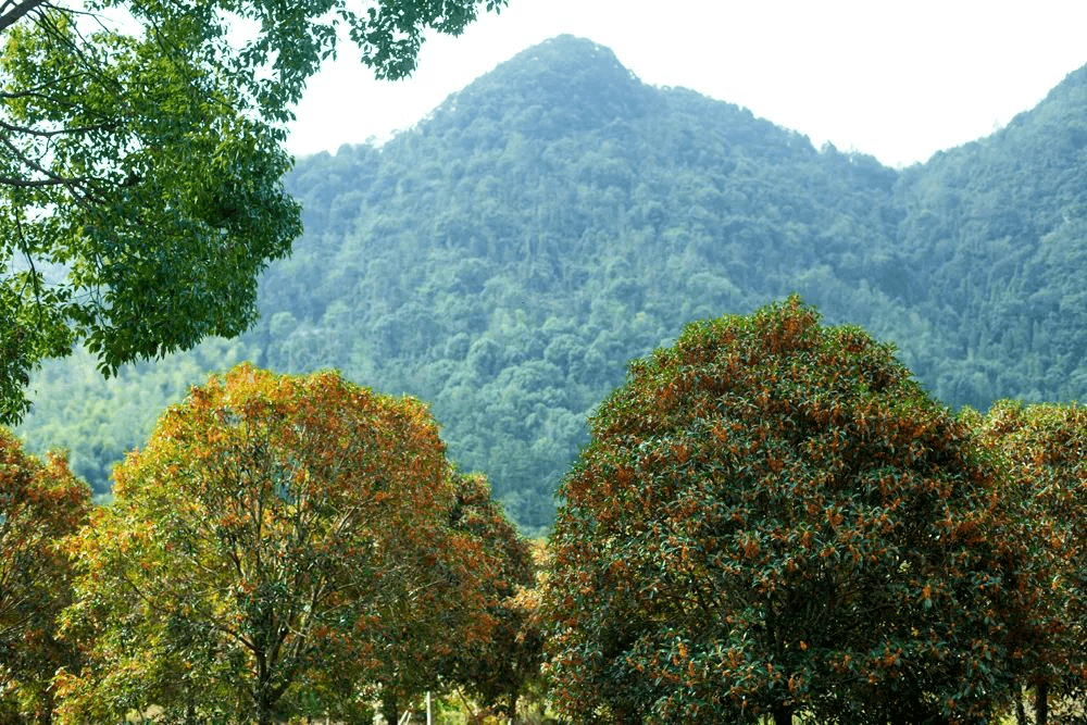 黄岩桂花终于开了,这些地方可赏桂!