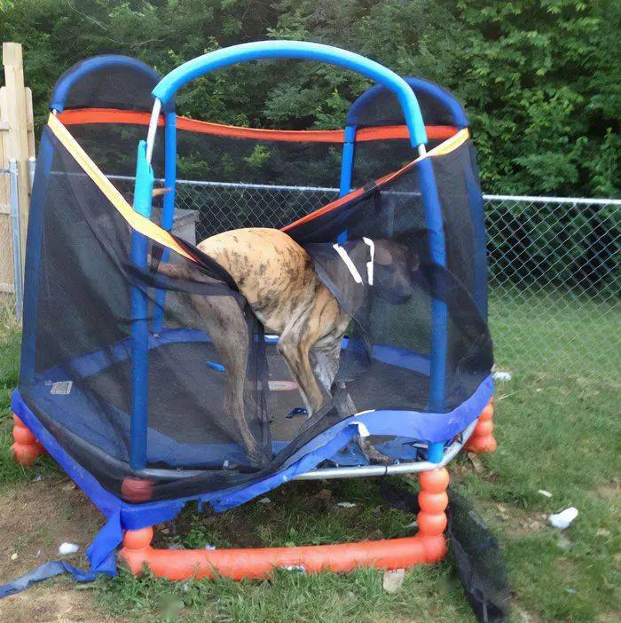 【冷兔趣闻】一些莫名其妙被困住的小动物