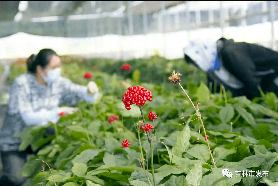 开放草药种植园弘扬中医文化