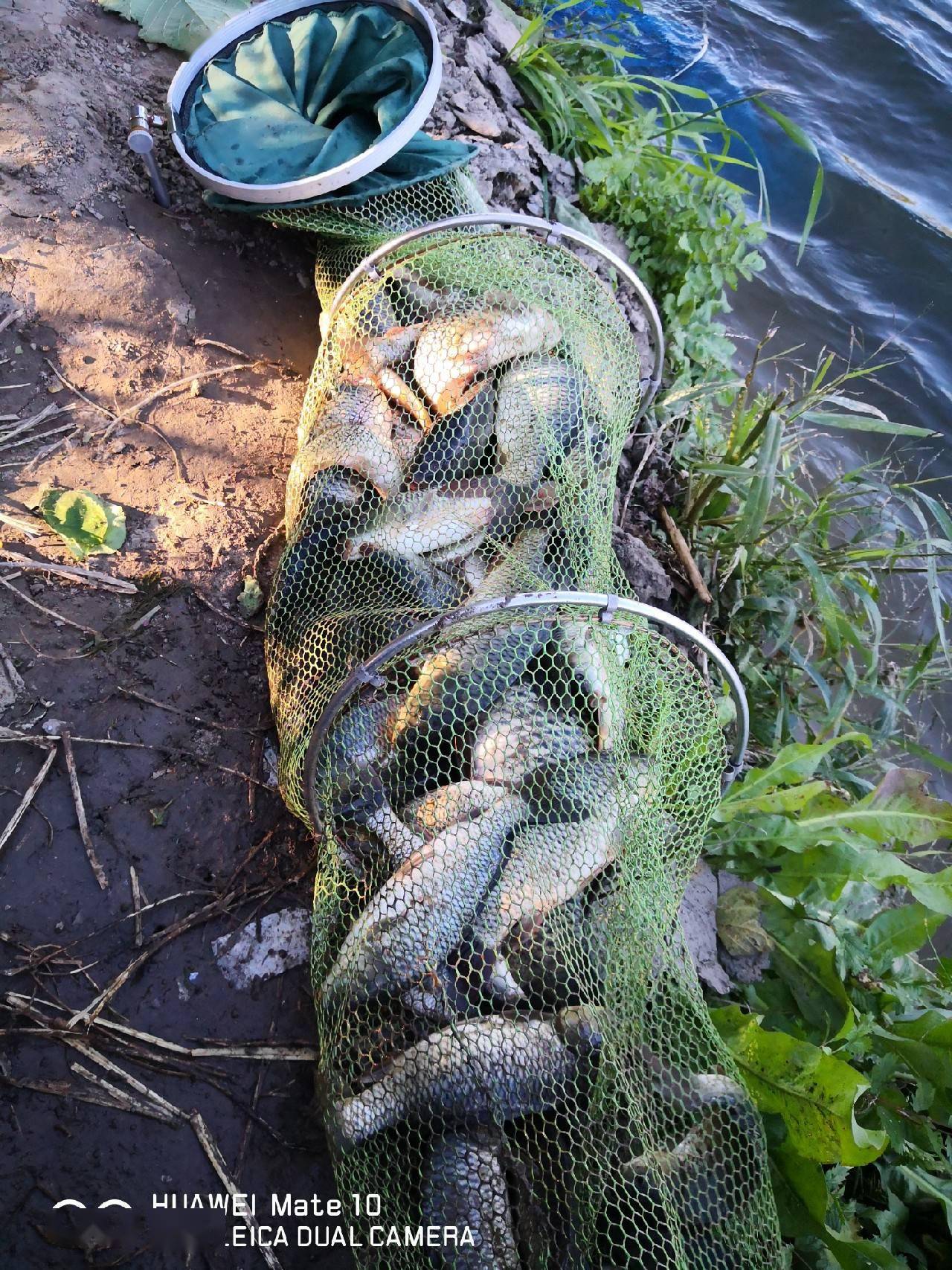 大風天氣野河探釣之懸絲診脈釣魚鯉魚爆護有人玩過嗎