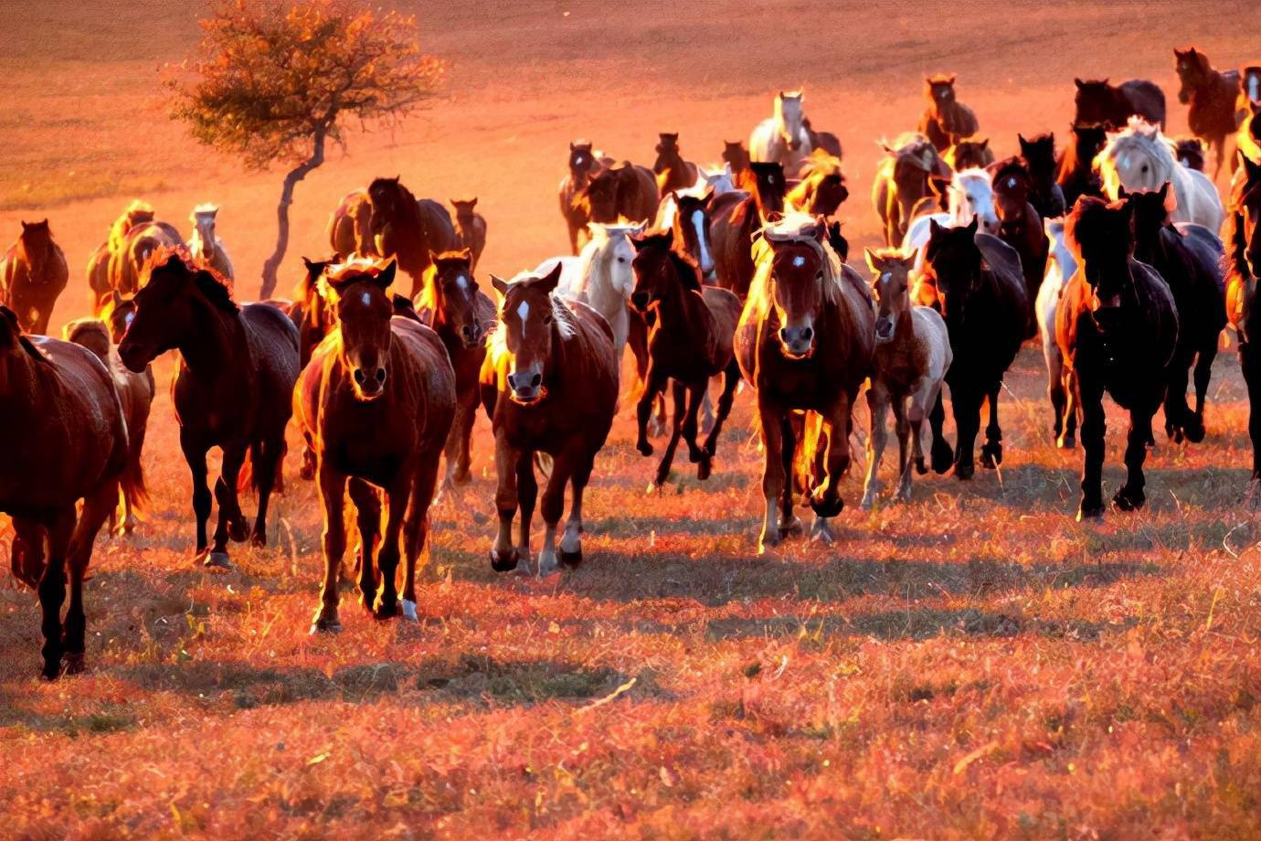 乌兰布统草原上演金秋"万马奔腾",上千快门同时响起,震撼_马群