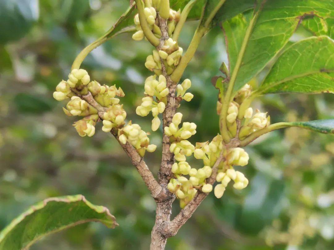 秋日限定桂花已上線