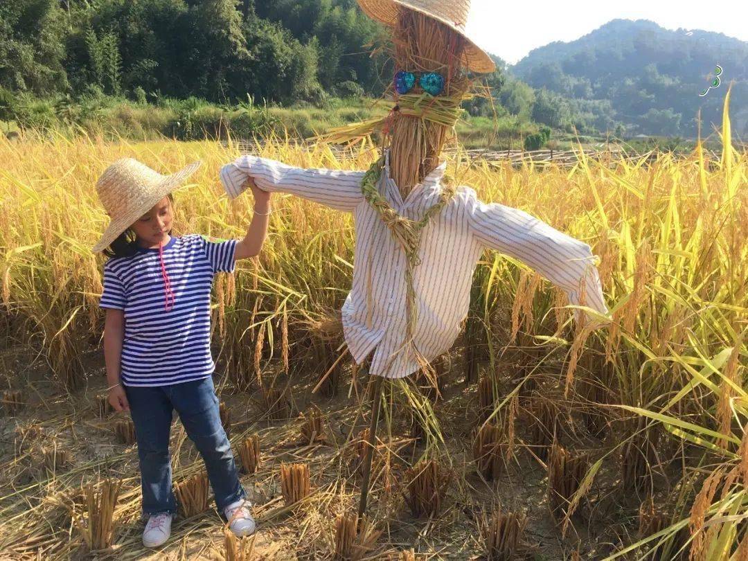 扎稻草人身体力行的进行田间劳作