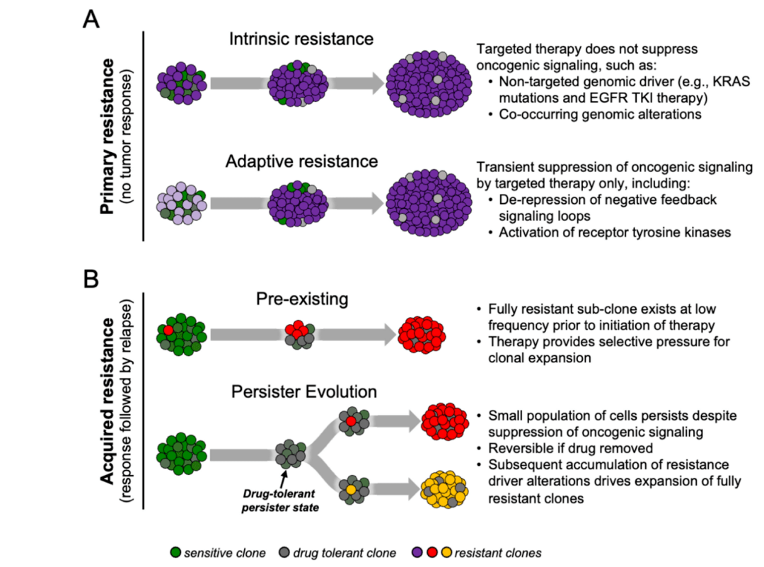 国自然热点肿瘤耐药性到底怎么研究这篇综述也许能给你点思路