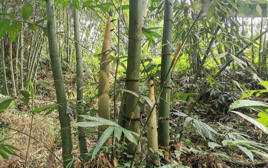 你吃过未?_竹笋