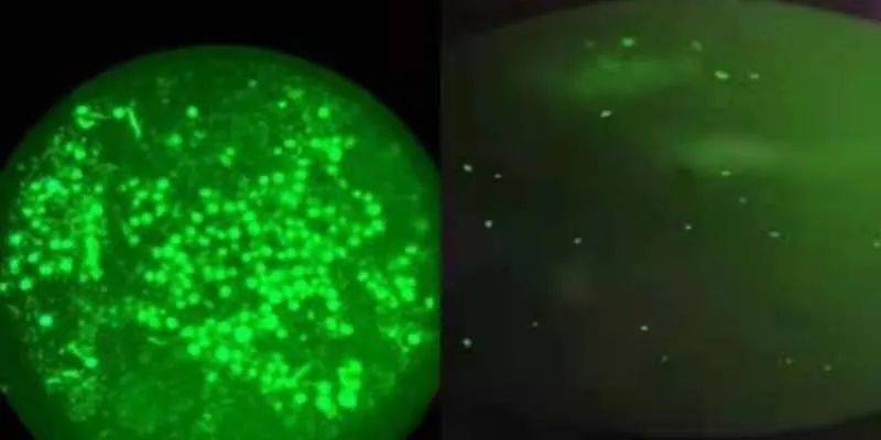 干细胞|把卵巢冻起来