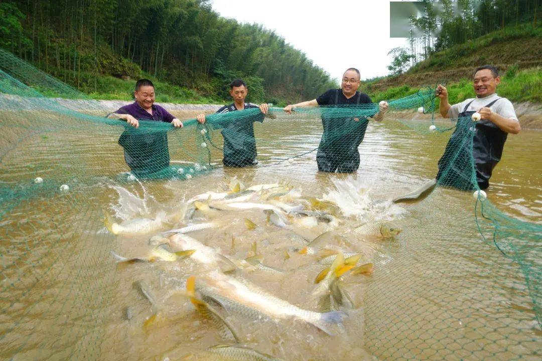 赤水生态鱼养殖(张鹏 摄)五年来,赤水市始终坚持主导产业定力不动摇"