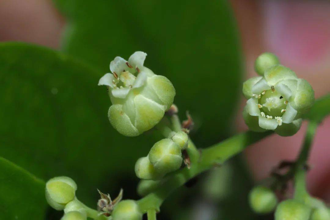 丨花颜鸟语_面子