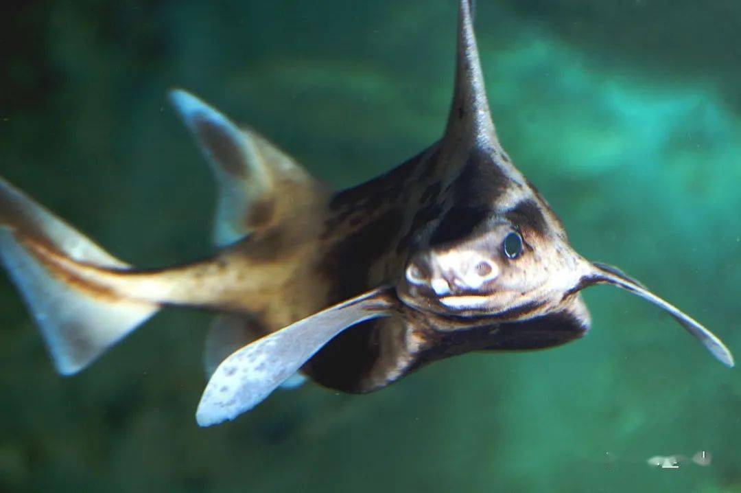 鲨鱼身体猪猪的脸意大利船员打捞到了一只猪脸鲨鱼