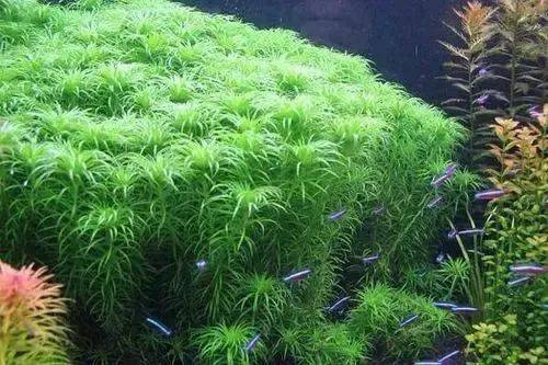 有茎水草类几种种植方法 束植