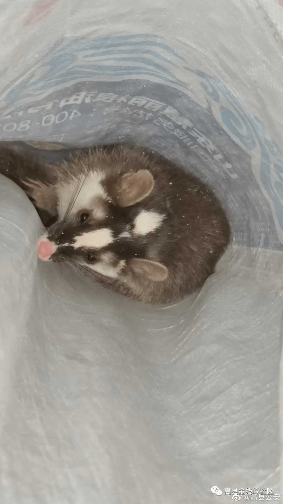 接警后,民警迅速赶到居民家中,发现一只放大版的"老鼠",身长一尺多,猪