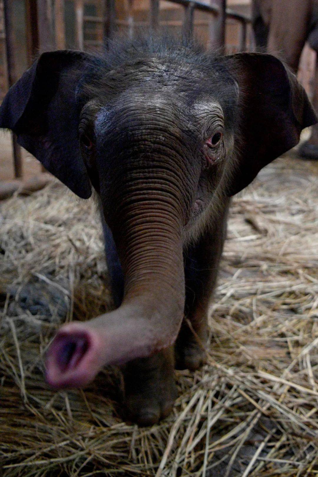 【行摄云南】可可爱爱!昆明动物园喜添新生亚洲象宝宝