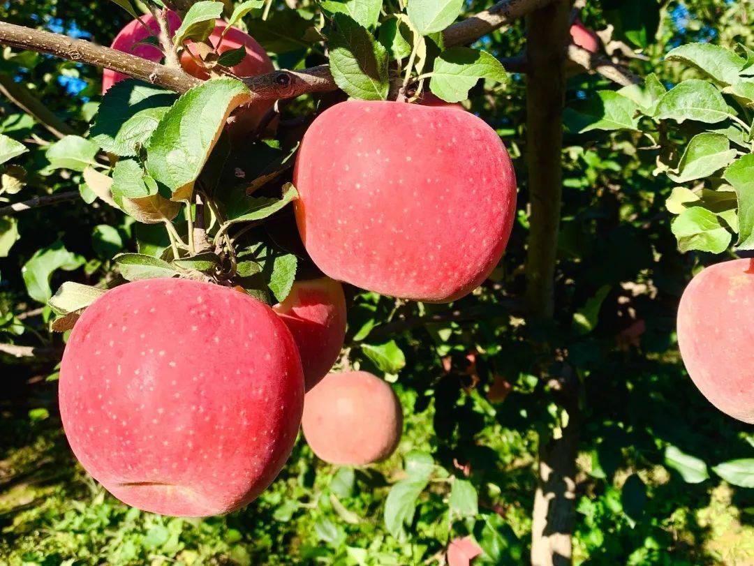 青爱的平谷峪口镇又到苹果成熟季采摘尝鲜正当时