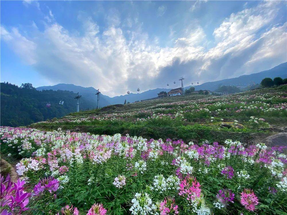 龙胜布尼梯田10月的花田你要不要来一趟这里道路顺畅沿途风景秀丽是