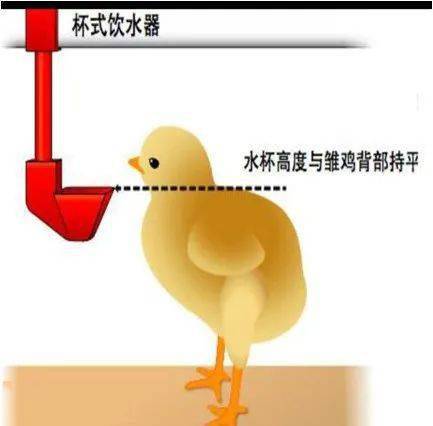 新思维养殖:实践应用版育雏管理要点_雏鸡- 全网搜