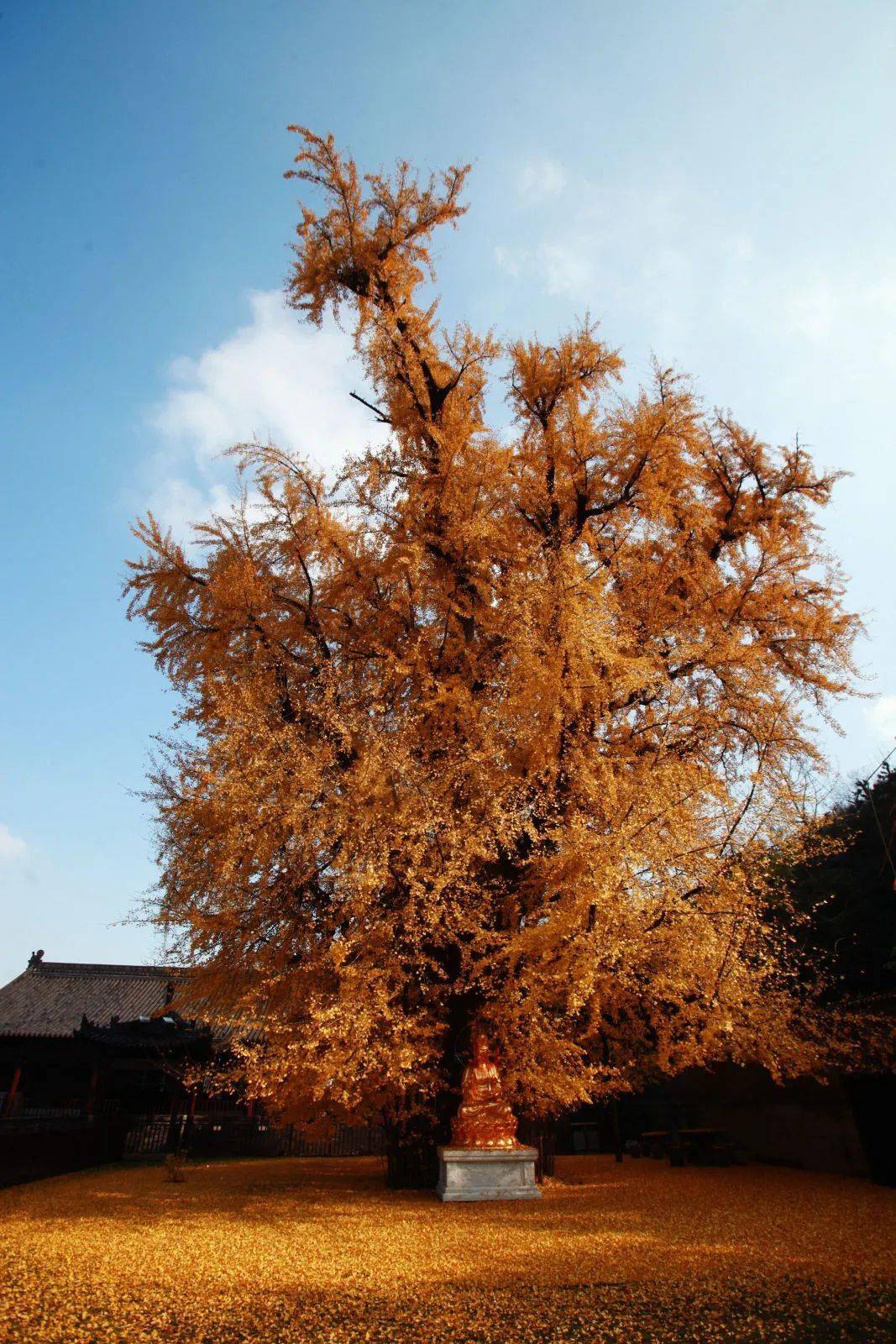 米径18公分银杏树图片