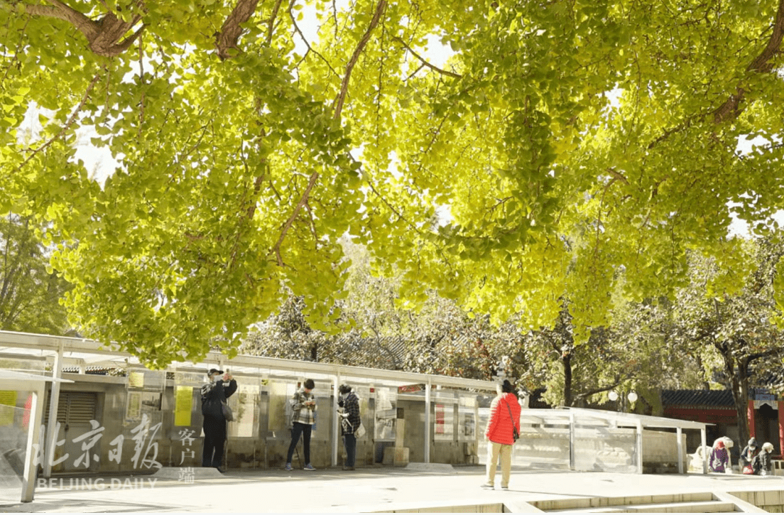 距今已有|美图｜银杏西风古碑幽，五塔矗立秋意浓