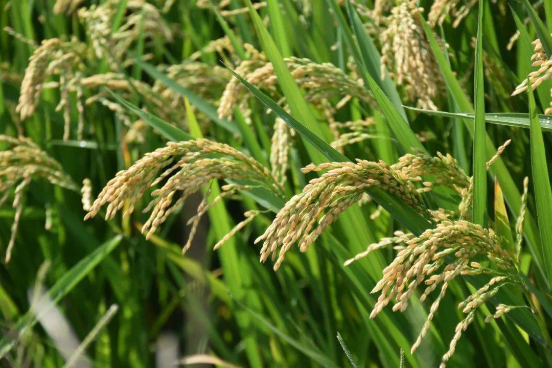 金秋稻香飘国庆米已上市130多亩中晚稻即将开割