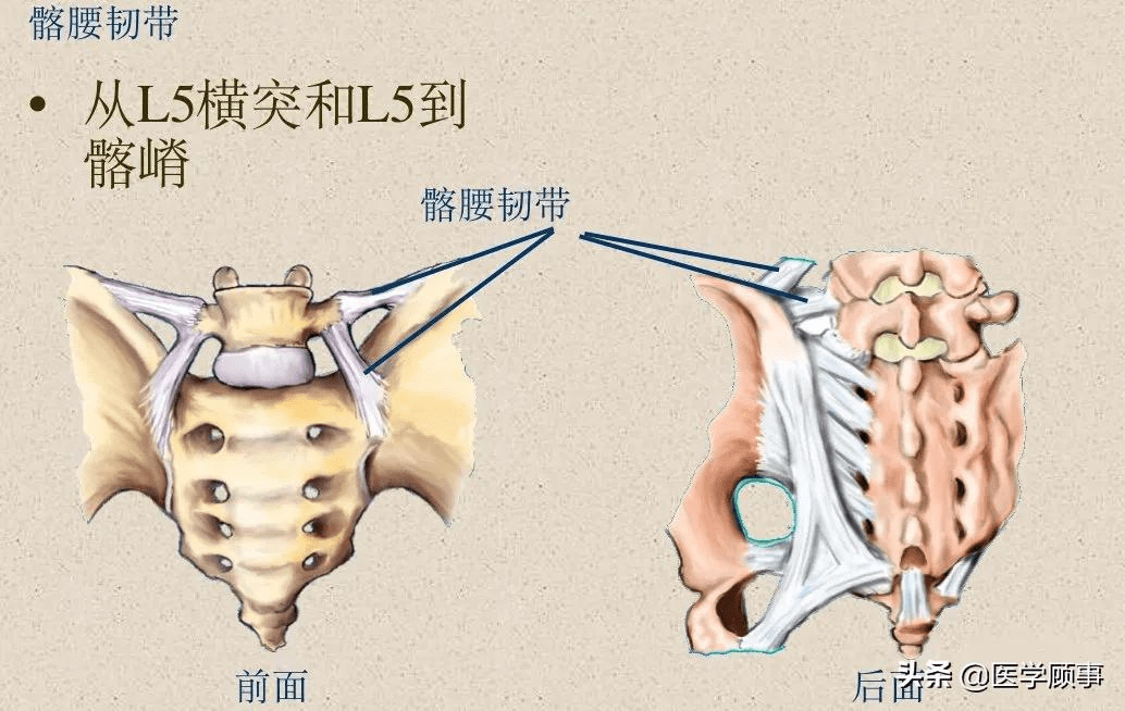 在棘突尖上还有一条上下连续的棘上韧带,在胸,腰,骶部紧贴棘突末端,至