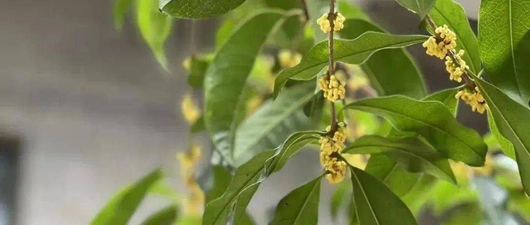 开了开了，“迟到”的桂花飘香了！_公园