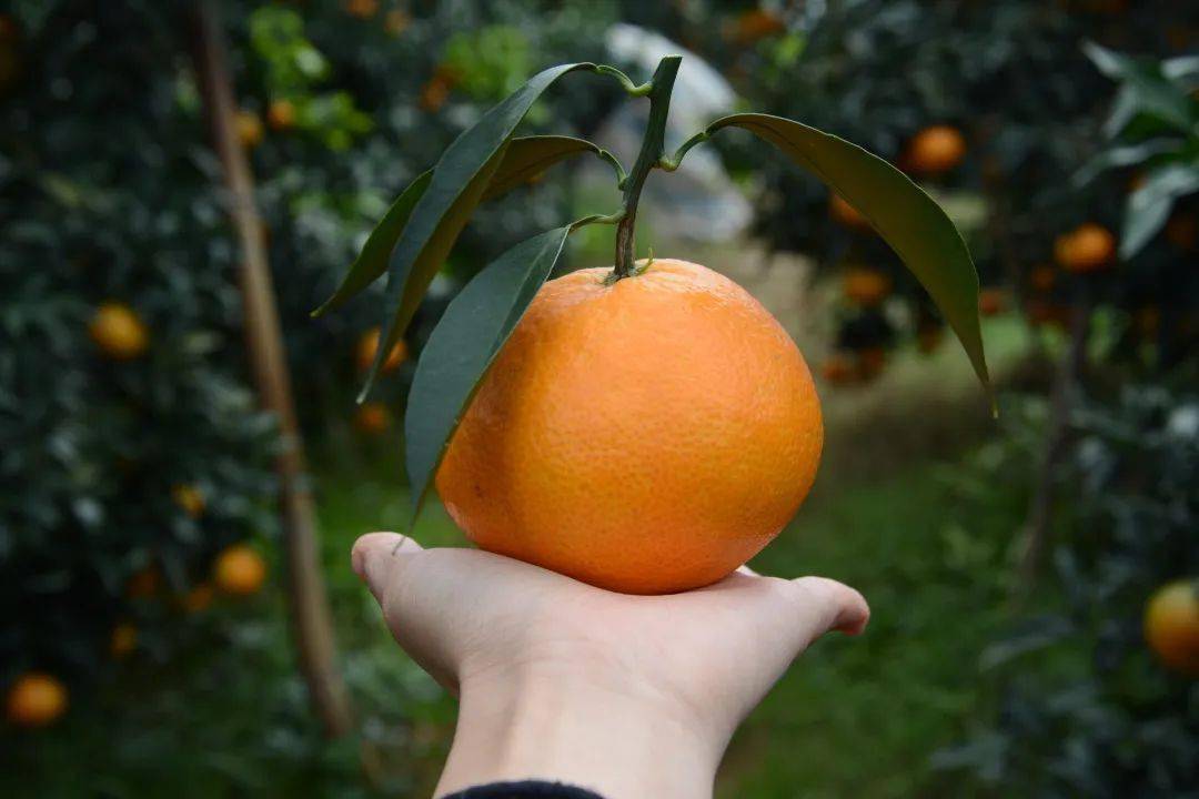 它皮薄如纸,细嫩无渣,酸甜多汁,又特别好剥,不用像普通橙子一样剥得