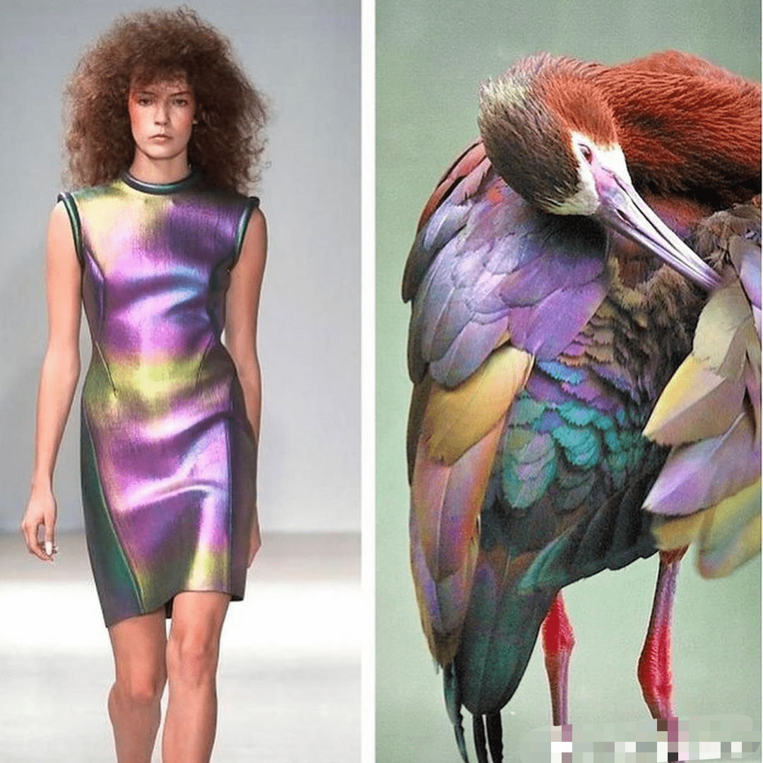 这9组时装秀高定服饰和植物,动物撞脸照,简直一模一样_灵感