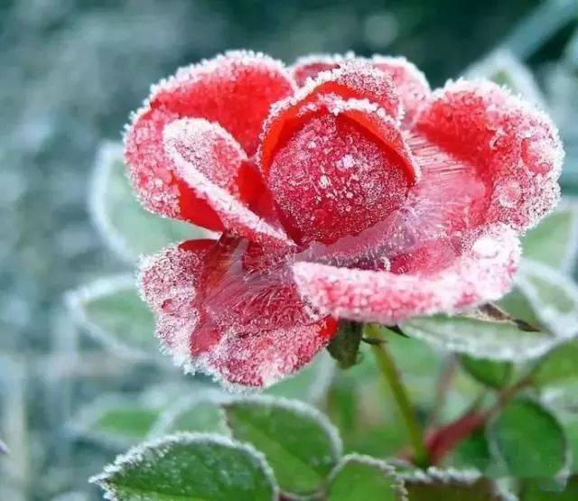 霜降,霜花满枝头