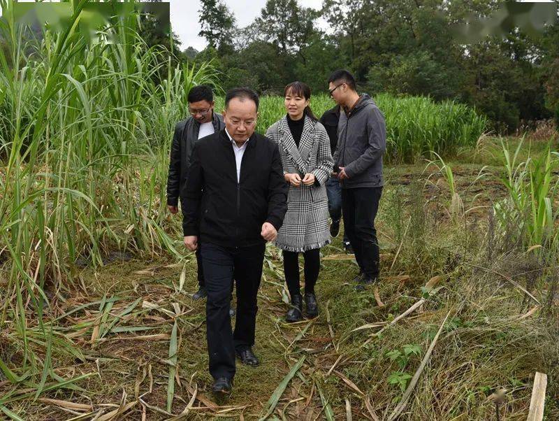 凤冈县委书记王继松到天桥,蜂岩,王寨指导村居换届及疫情防控等工作
