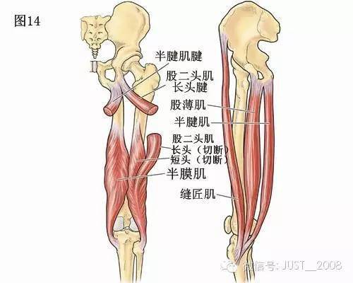 膝關節解剖學:膝關節的四面觀