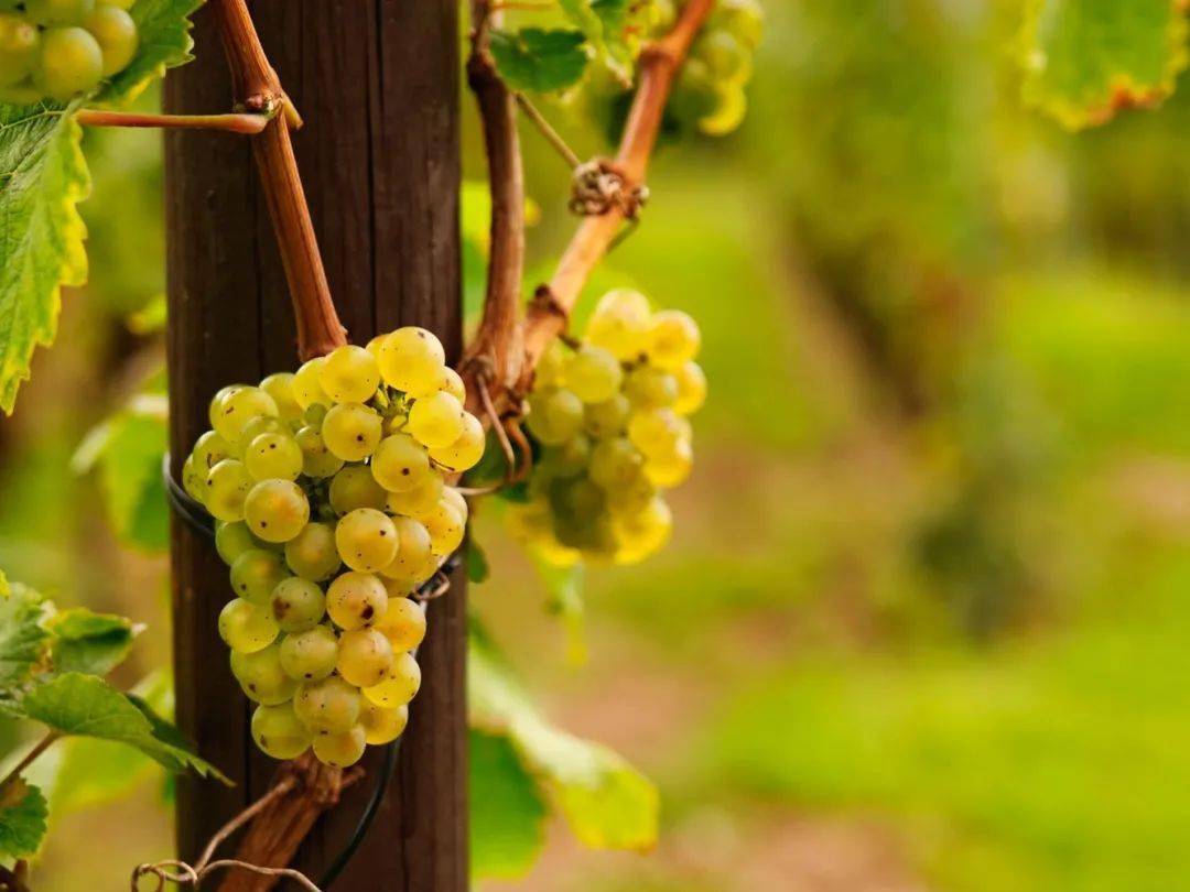 迟来的精灵——晚收葡萄酒