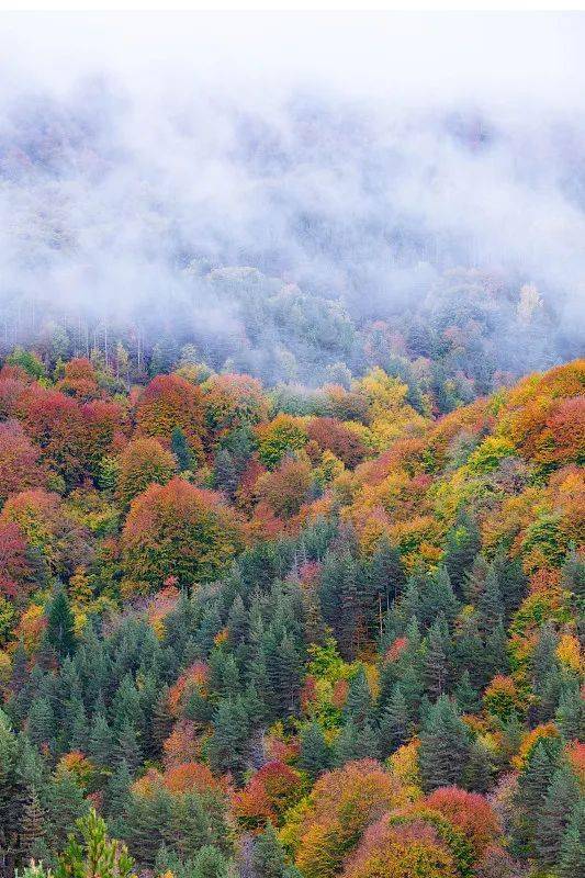 霜降| 秋天最后一个节气,来了