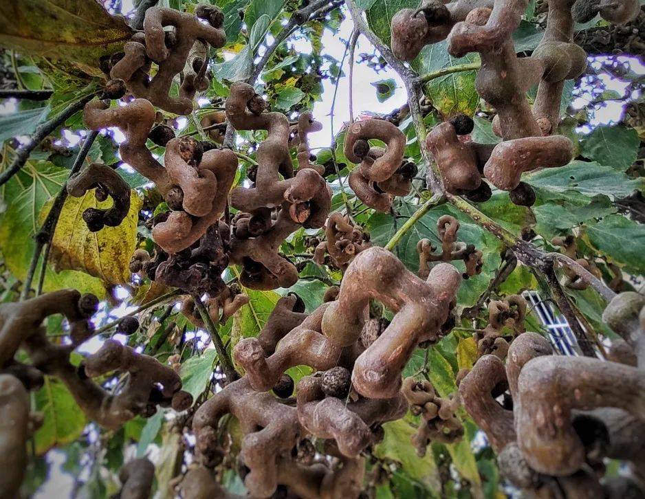 铜鼓乡下的这种"神奇"野果熟了你还记得么?