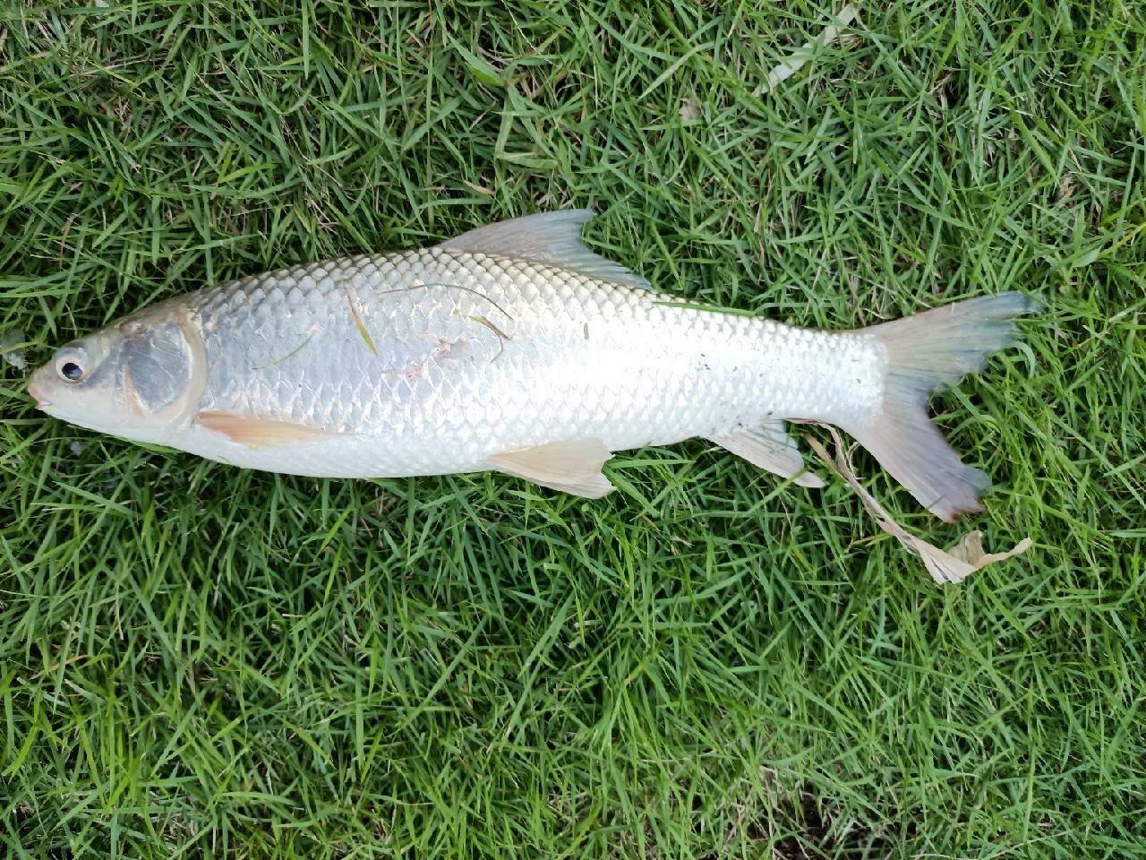 十周年城市中的野钓船过还能连竿鳊鱼泰鲮