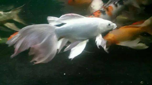 惊艳白金龙凤和白金蝴蝶鲤飘逸唯美至极