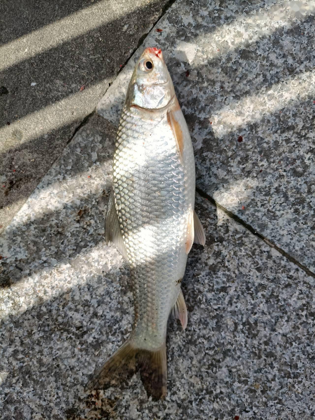 十週年城市中的野釣船過還能連竿鯿魚泰鯪