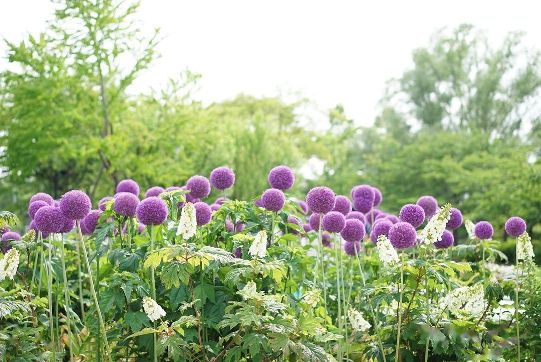 养醉美的花草 葱界颜值担当 大花葱 百看不厌 月季