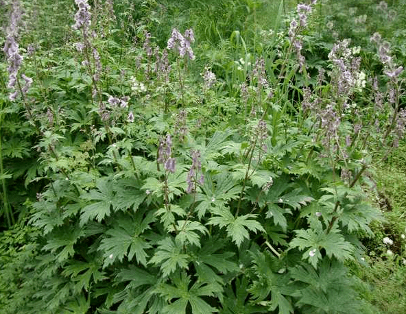 【辨识中药】·草乌· 中医(专长)考核相关内容