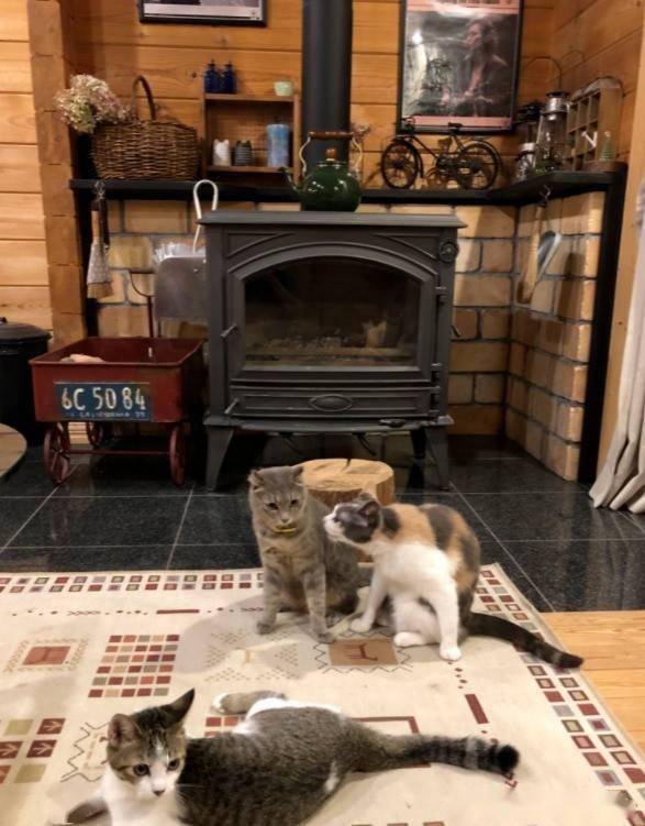 打开暖炉，三只猫开心取暖，并淡定看另一只猫被吓到缩头，笑喷_手机搜狐网