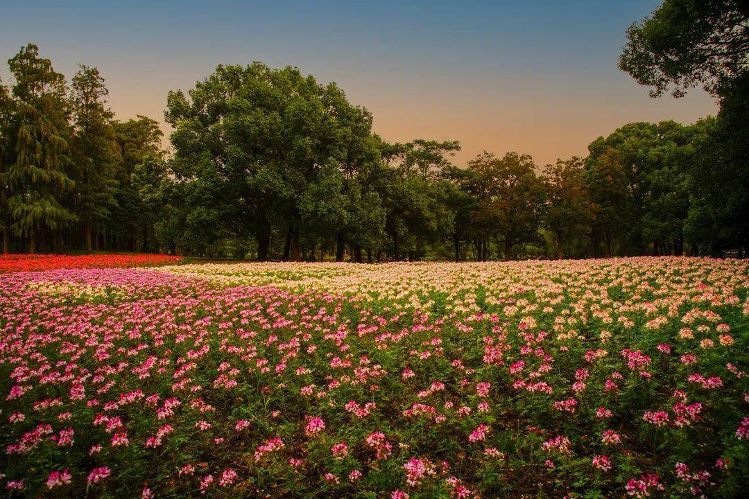 东门花海的醉蝶花还开着吗?