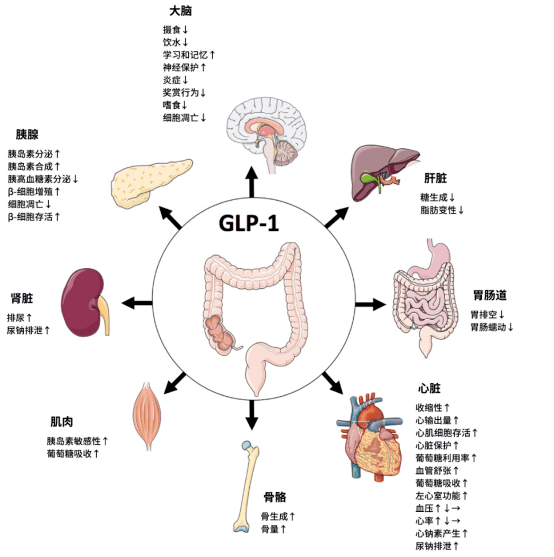 glp 1 hormone foods Can You Boost GLP-1 Naturally?