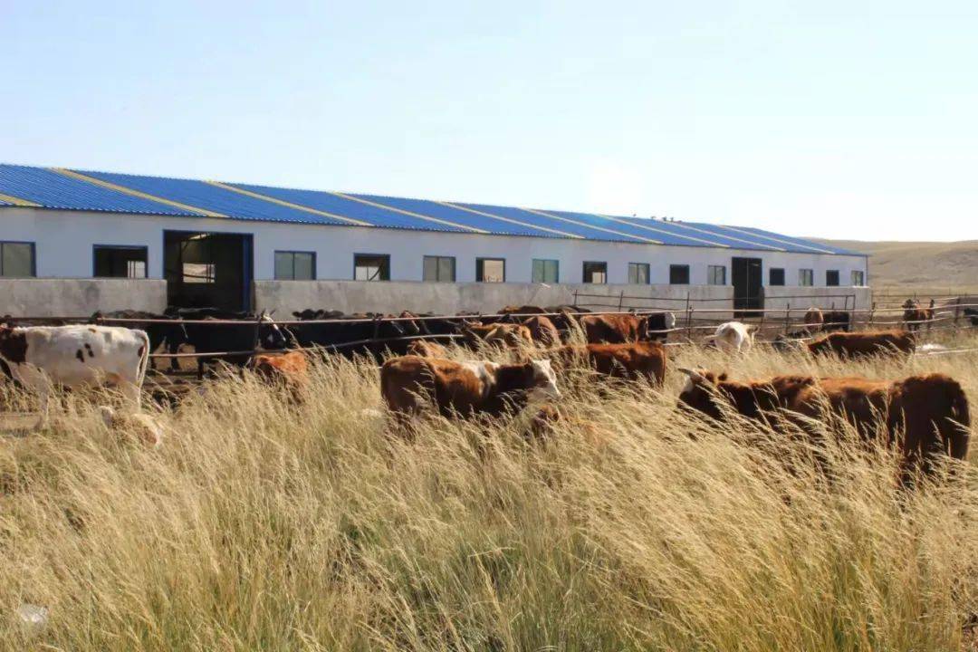 绿色生态养殖助农增收,达茂草原茼香农牧赛高