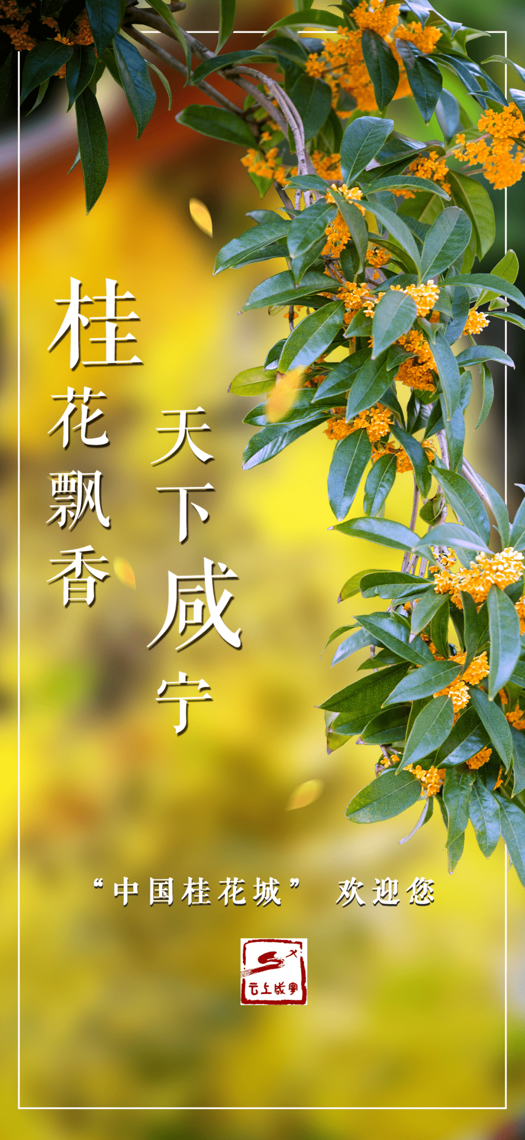 错过得再等一年咸宁桂花不仅好闻还好吃