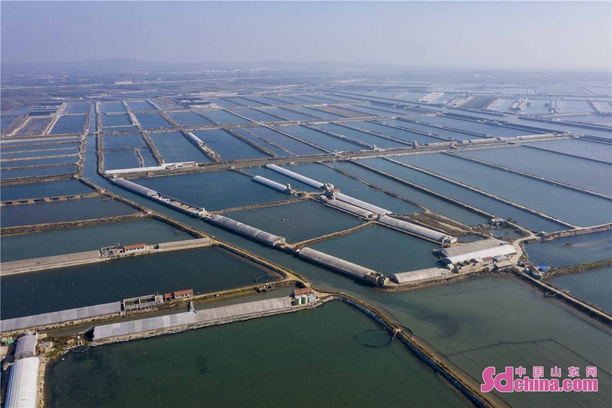 山东青岛:海参养殖池宛如蓝色"调色盘"_贡口