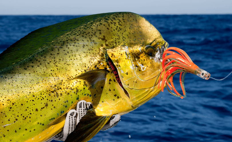 海洋科普1589鲯鳅鱼海洋鱼类中的跳高冠军