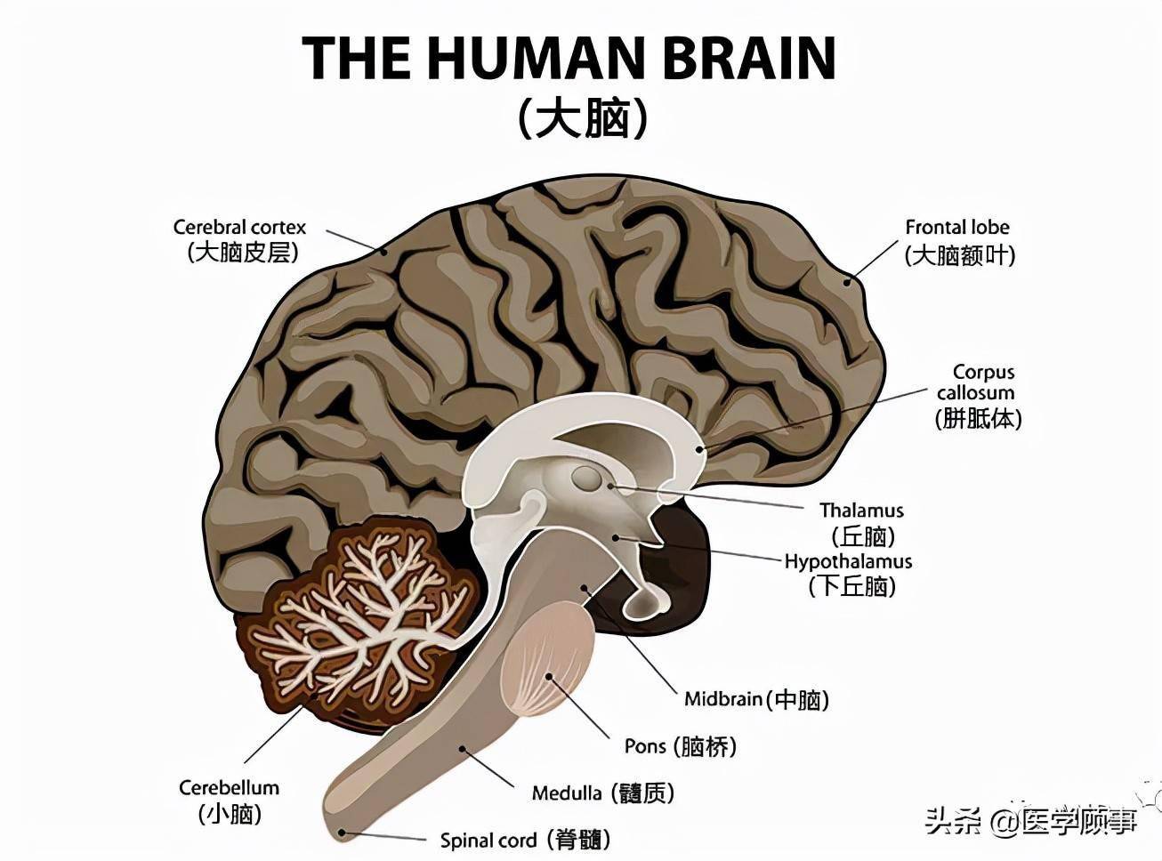 脑干解剖和结构