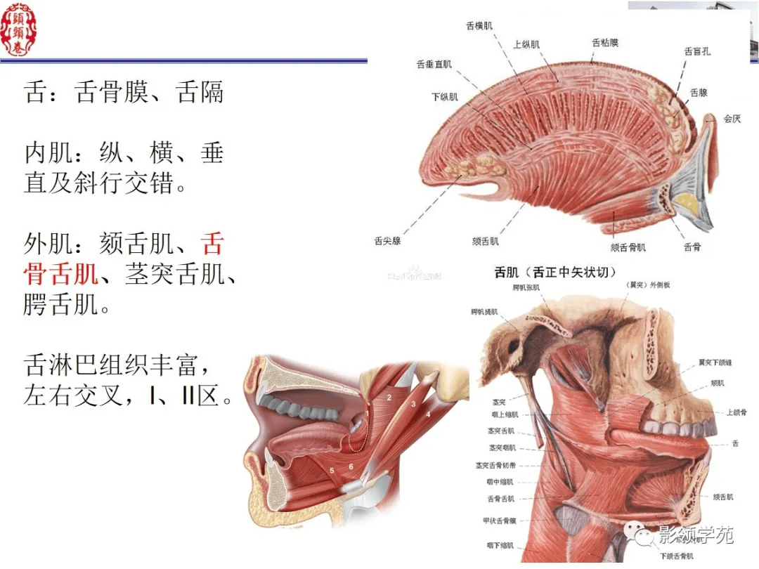 舌,口底影像解剖及常见疾病影像诊断_平台