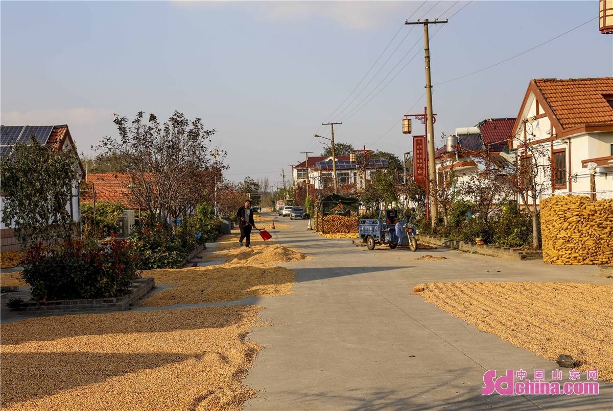 山东青岛:金秋游塔桥 晒秋景色美_六汪镇