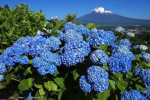 日本有一个地方 看富士山最漂亮 河口